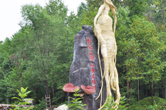 长白山野山参基地
