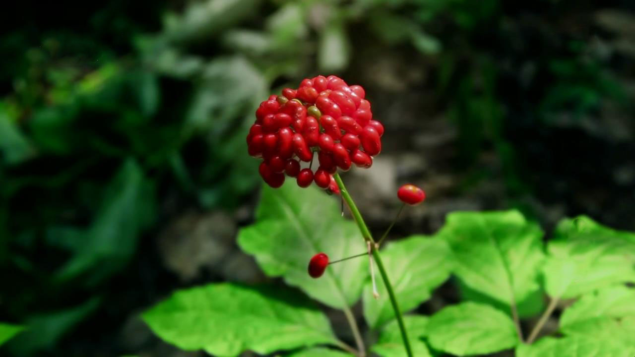 野山参开花